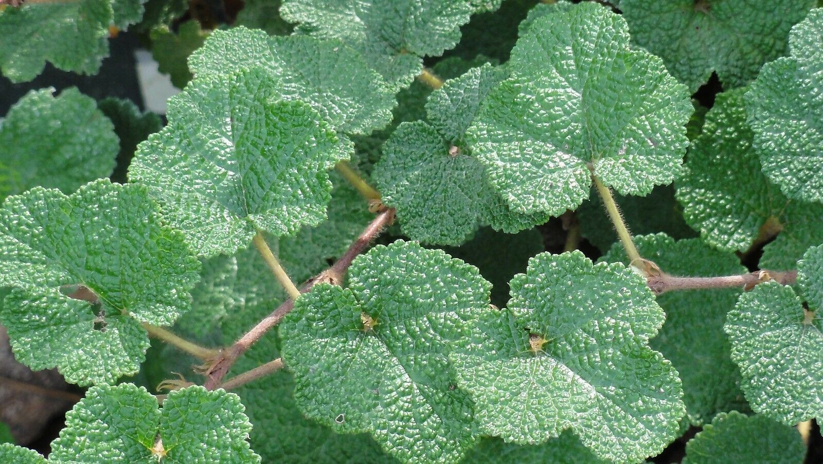 Creeping Raspberry Rubus 25 Plants in 3-1/2 inch Pots