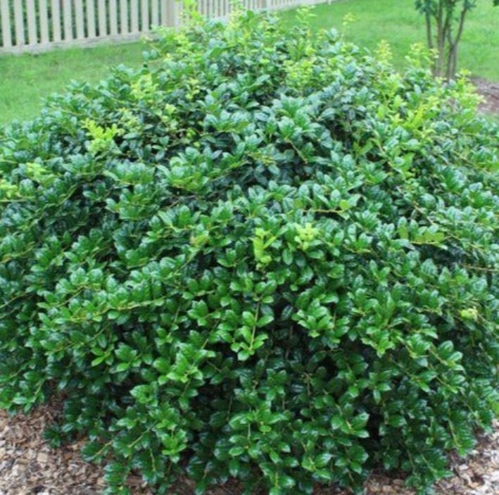 Dwarf Burford Holly Live Plant – 6-12″ Tall – 4″ Pot – Ilex Shrub – Zones 5-9