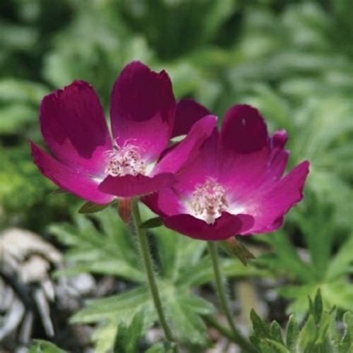 Winecup (Callirhoe involucrata) Purple Poppy Mallow, Buffalo Rose Perennial