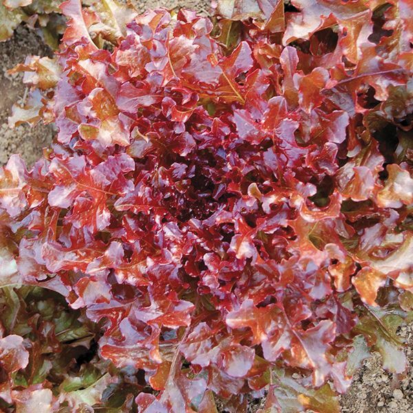 1000 RED SALAD BOWL LETTUCE SEEDS ~ heirloomseedguy ~ 2026 ~ NON-GMO