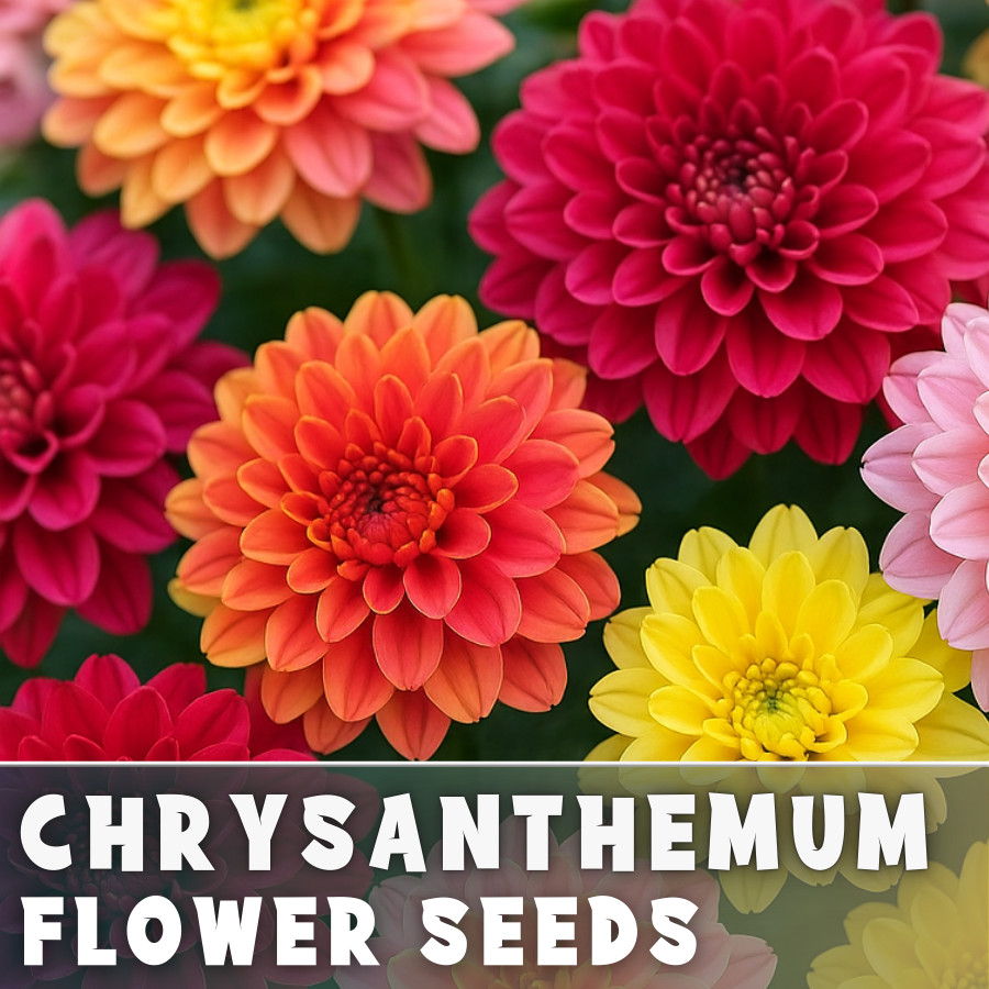 Sunshine Mix Mum Chrysanthemum Seeds 200+ Seeds Mum Flower, Flower Seeds