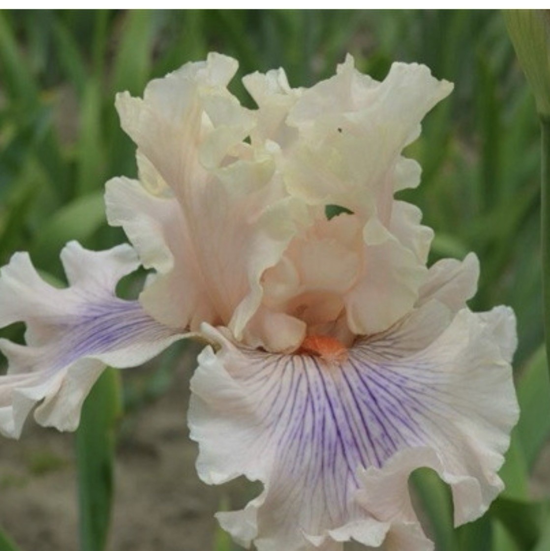 Tall BEARDED Fragrant IRIS -1 Fresh Dug Rhizome