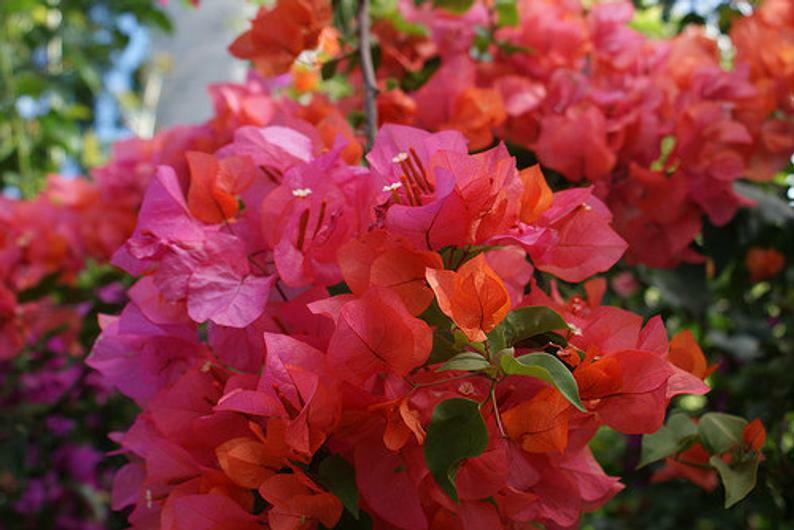 Well Rooted **ROSENKA** Live Bougainvillea starter/plug plant*USA SELLER*