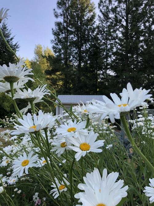 SHASTA DAISY 100+ SEEDS ORGANIC, BEAUTIFUL BRIGHT WHITE FLOWER