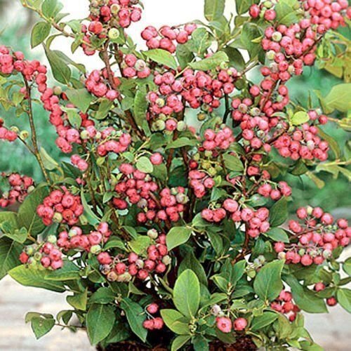 Pink Lemonade Blueberry (Rabbiteye)- Vaccinium – Live Plant