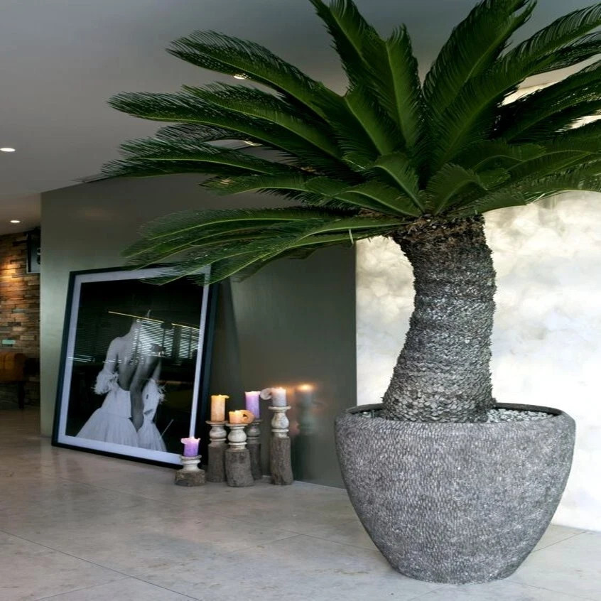 King Sago Palm Seeds (Cycas Revoluta) Rare Tropical Prehistoric Cycad Hardy-8