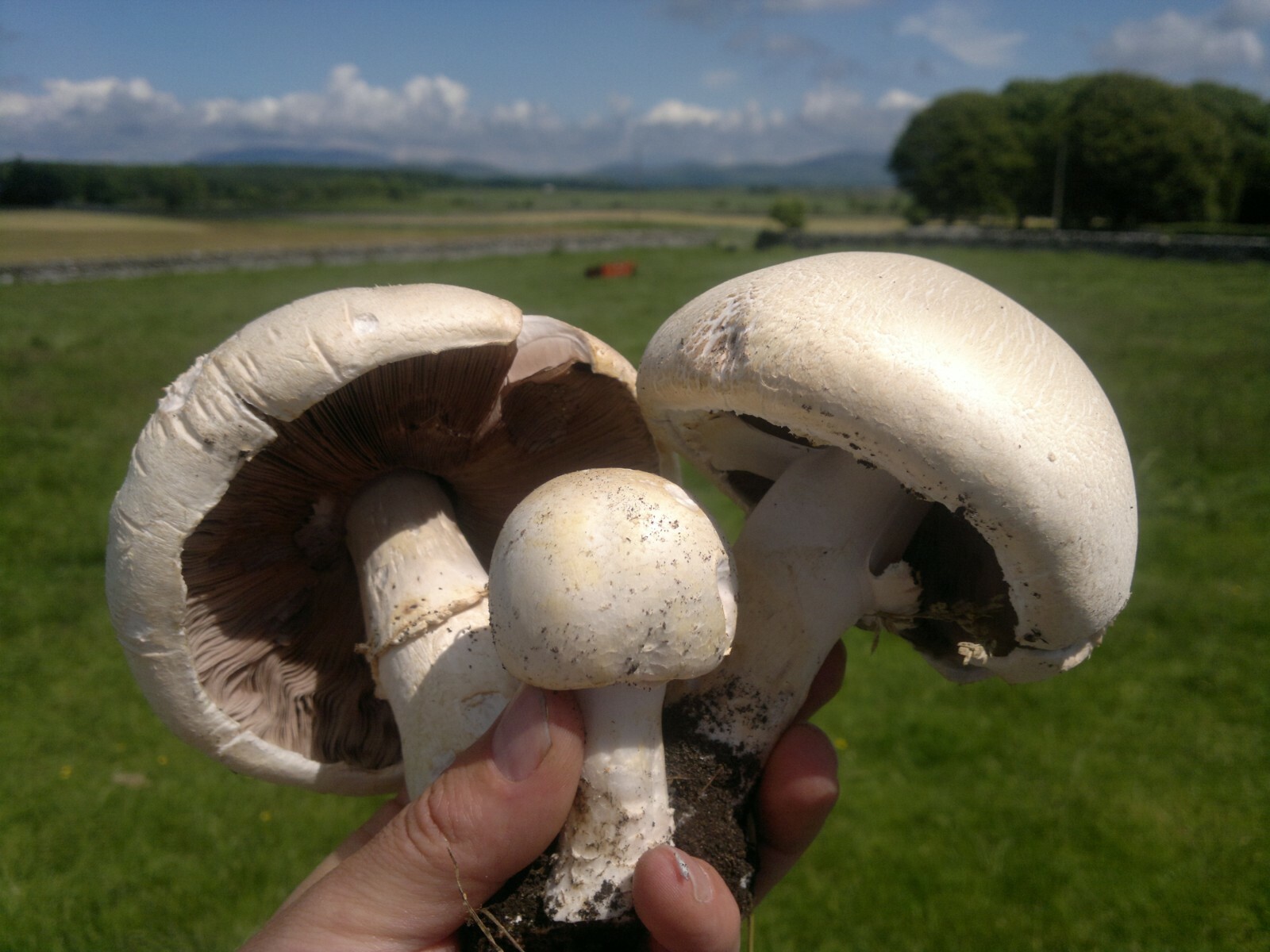 Seeds Mushroom Champignon GIANT Mycelium Spawn Dried Spores Organic Ukraine