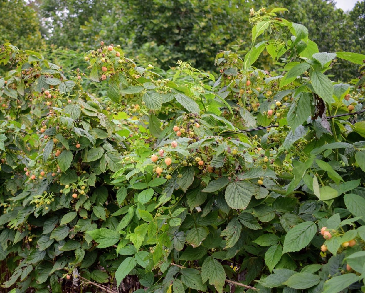 ( 1 ) – Fall Gold Everbearing Raspberry – Starter Plant ( L4 ) ( 1 live plant )