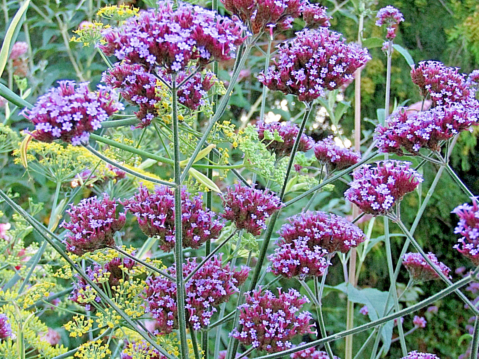 VERBENA BONARIENSIS, 250 SEEDS, TALL VERBENA, HARDY, PURPLE FLOWERS, EZ 2 GROW