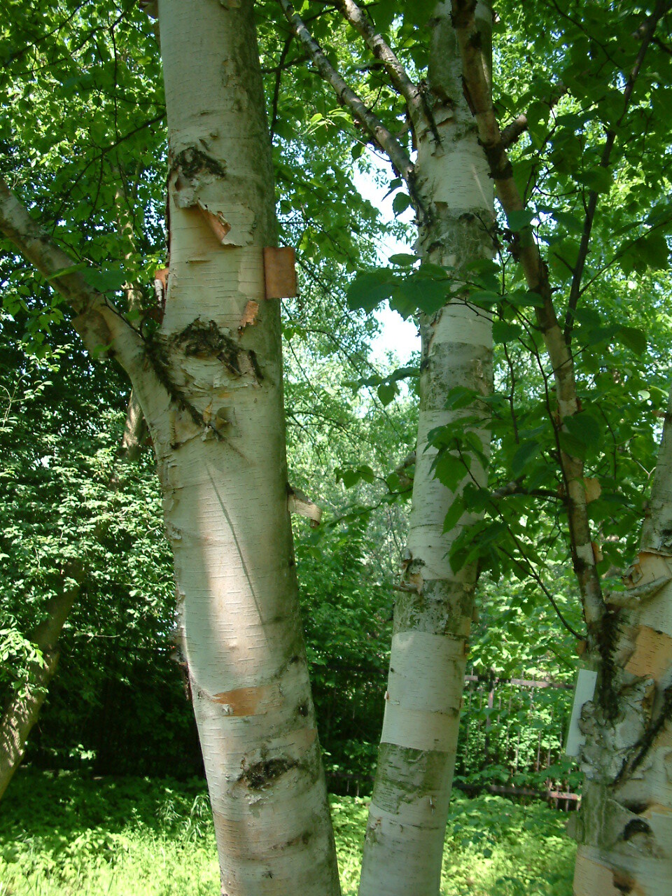 Paper Birch, Betula papyrifera, Tree Seeds (Fast, Hardy, Fall Color)