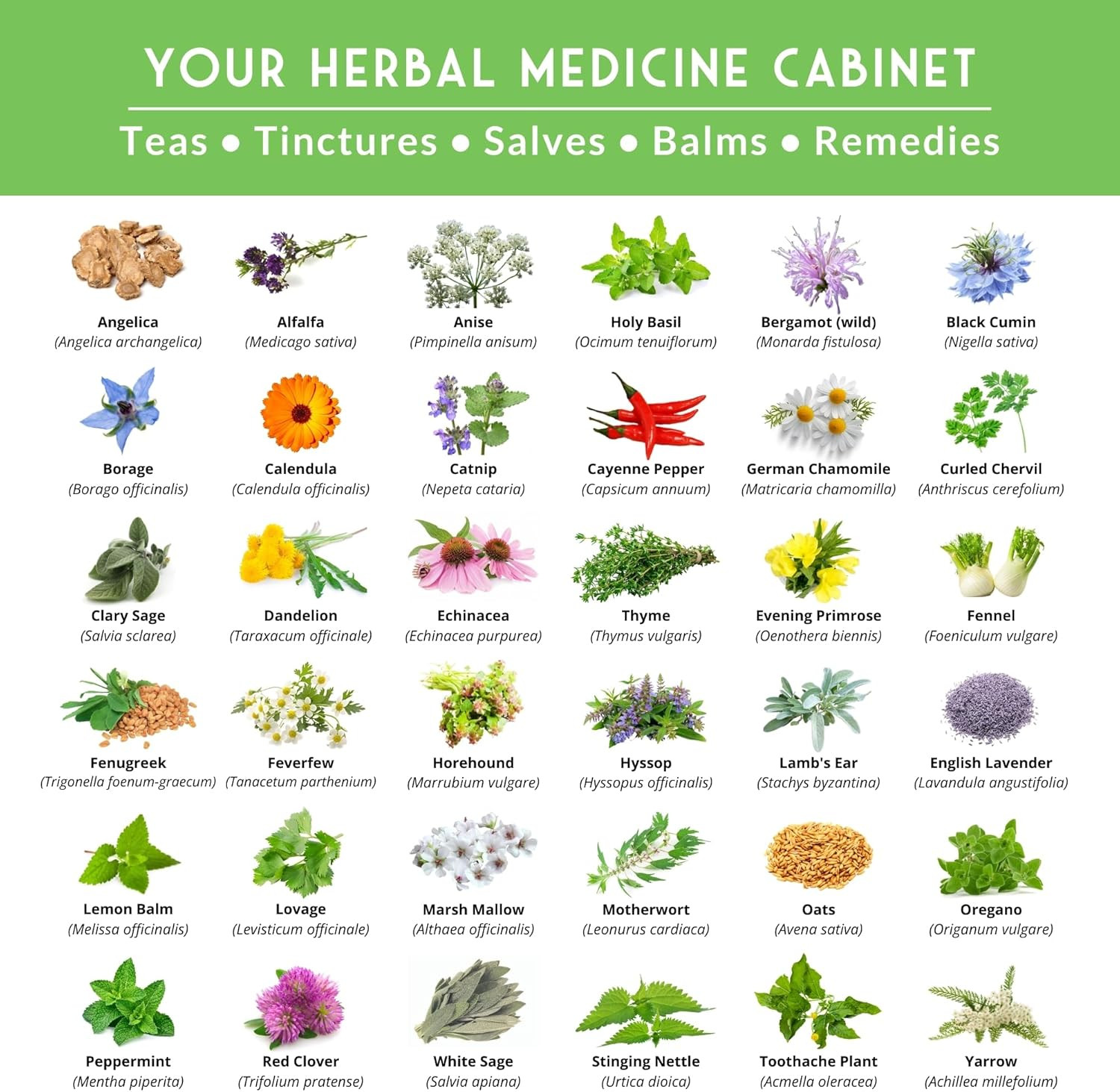 Ultimate Medicinal Herb Seeds Variety Pack – 36 Heirloom Non-Gmo Healing Herbs f