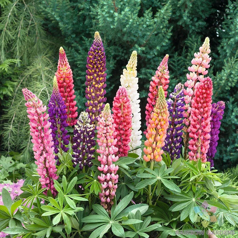 25+ Russell Mix Lupine Seeds for Garden Planting – USA – FREE SHIPPING!
