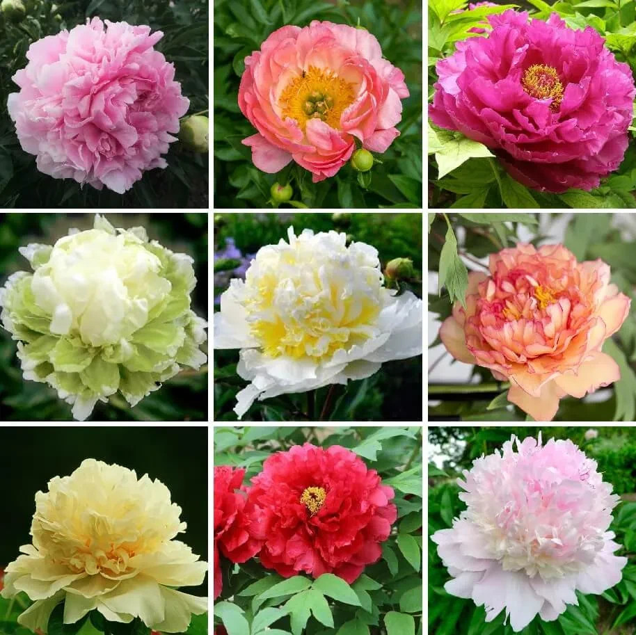 20Pcs Rare Mixed Color Peony Seeds Paeonia Perennial Double Bloom Garden Flower