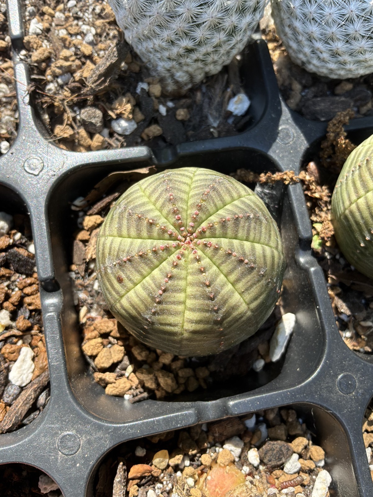 Euphorbia obesa–Gingham Golf Ball