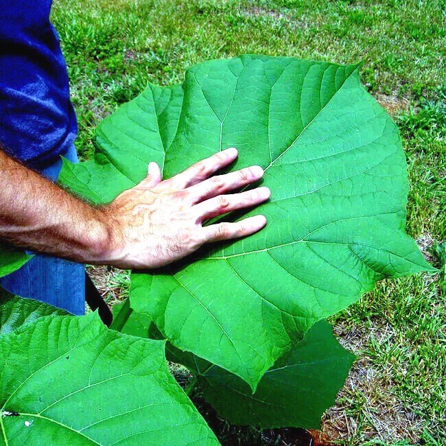 50 Royal Empress (Paulownia tomentosa) Seeds “FASTEST GROWING TREE in the WORLD”