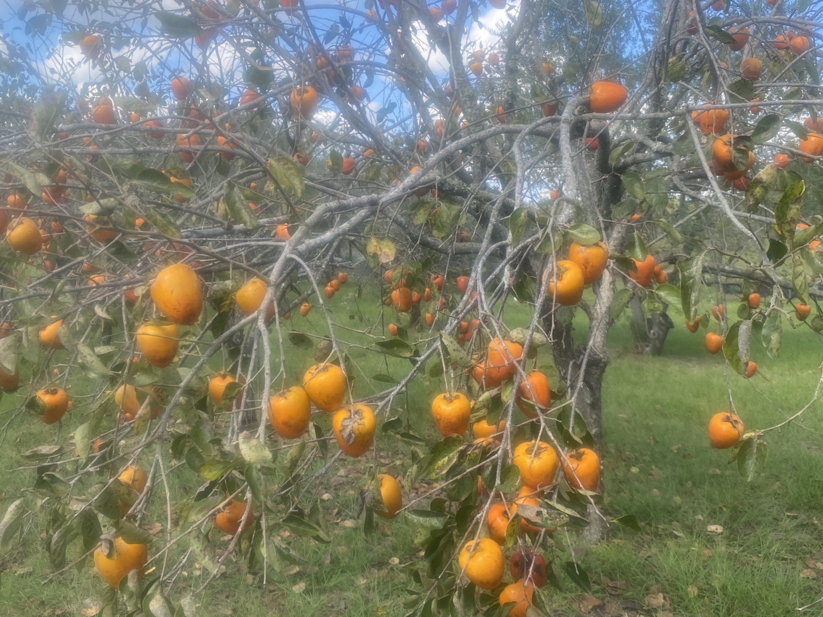 HACHIYA PERSIMMONS PUREE (3- 2 cup Packages)