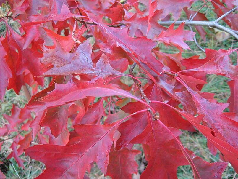 Scarlet Oak Tree Seeds for Planting | Scarlet Oak is Prized for Attractive Look