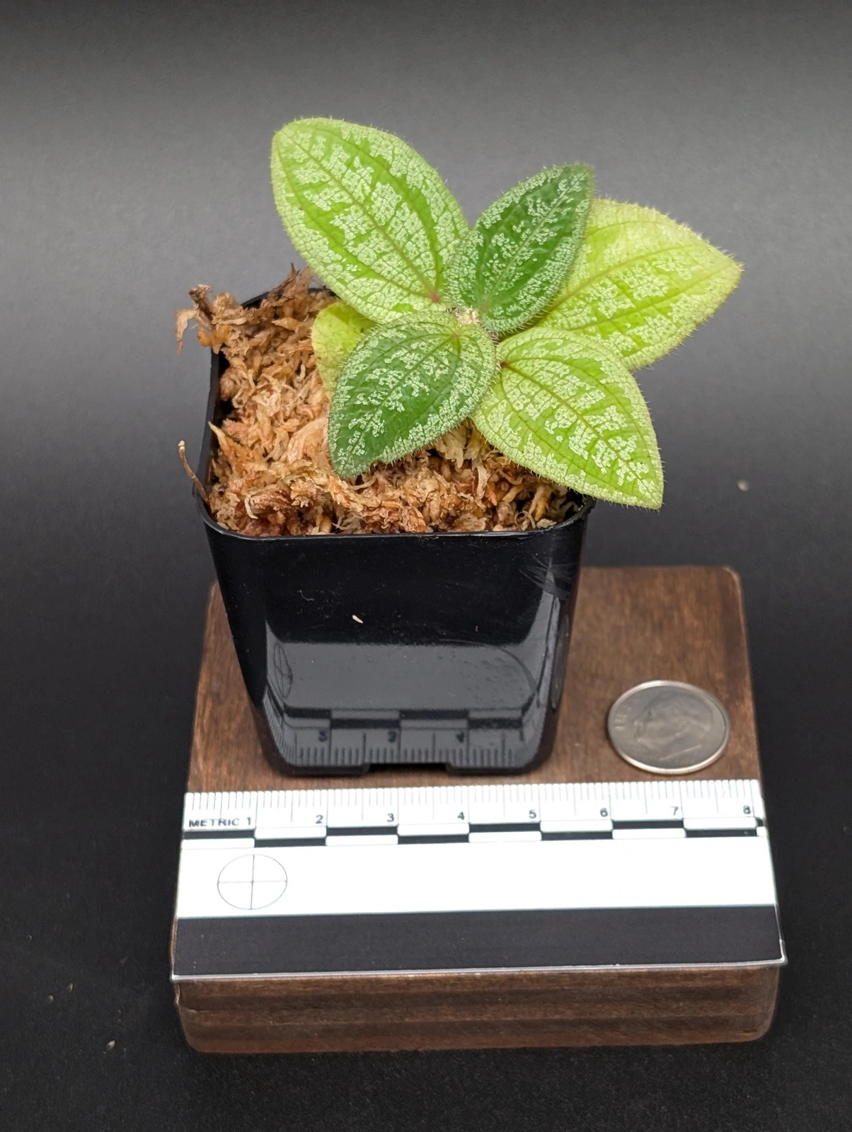 Phyllagathis prostrata [non-exact]