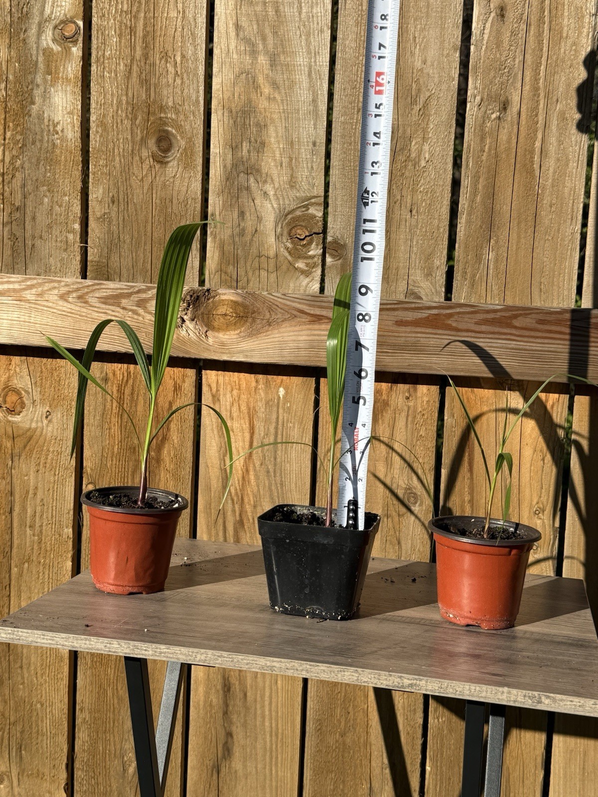 2 Mexican Fan Palm Tree Seedlings 1+ Year Old Washingtonia Robusta