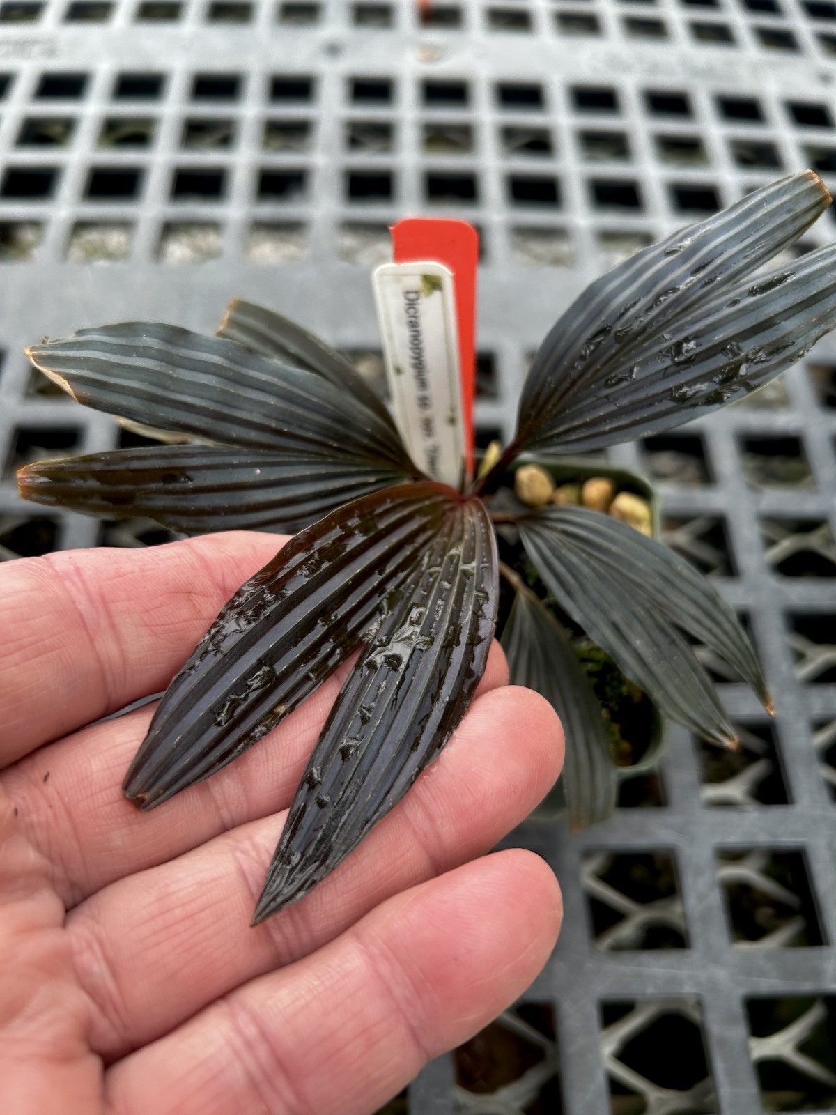 Dicranopygium sp. aff. harlingii “Violet” – Panamanian rheophytic dwarf cyclanth