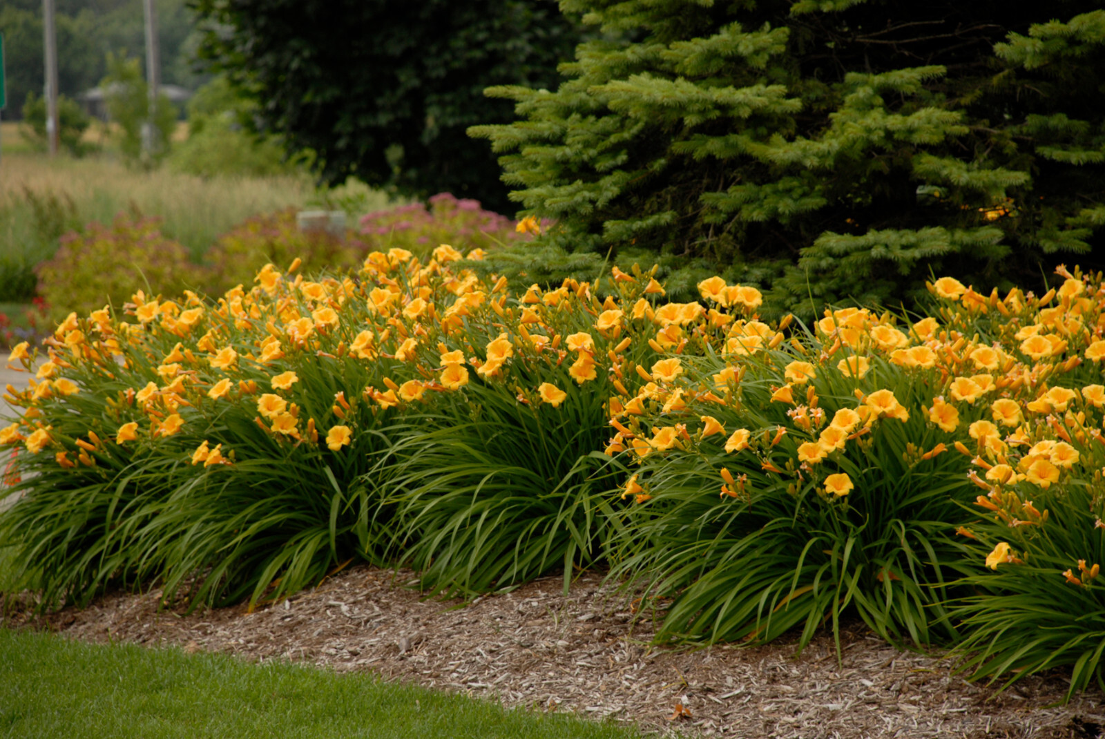 Stella d Oro Daylily Hemerocallis 25 Plants in 3-1/2 inch Pots