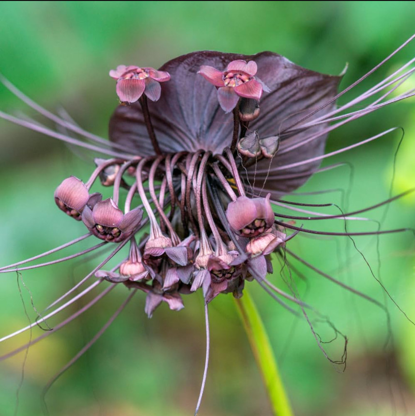 Set 2 Black Tacca Live Starter Plants, size 2″Pot, Black Bat Flower, Ship No Pot