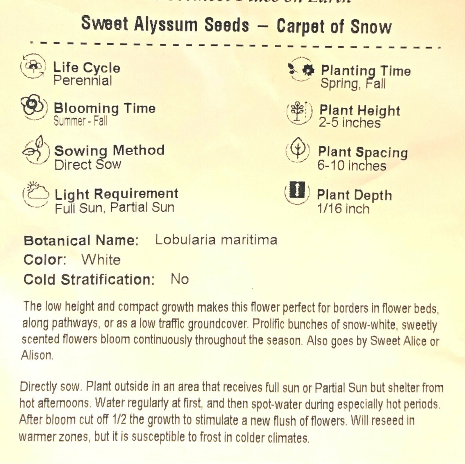 Alyssum, Sweet CARPET OF SNOW Perennial White Heirloom USA Non-GMO 1000 Seeds!