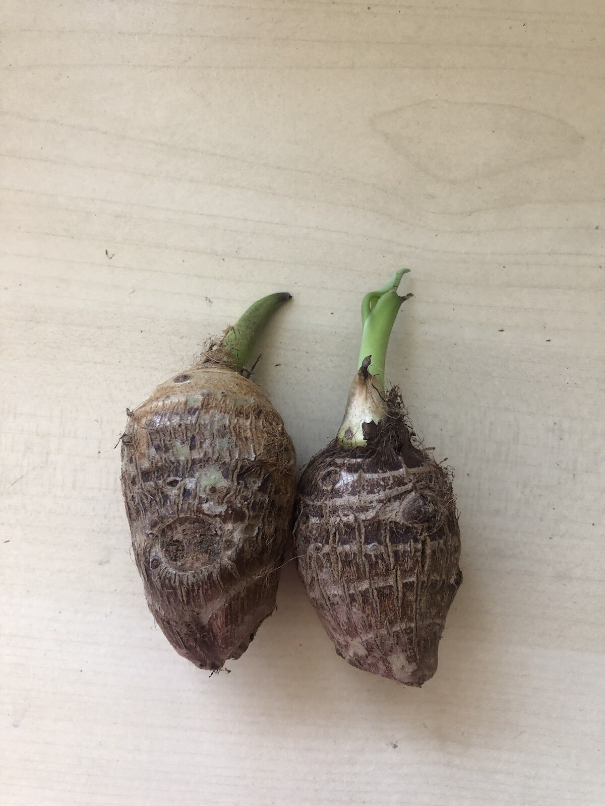 2pcs Sprouted Taro Root Bulbs Elephant Ear Ready To Plant
