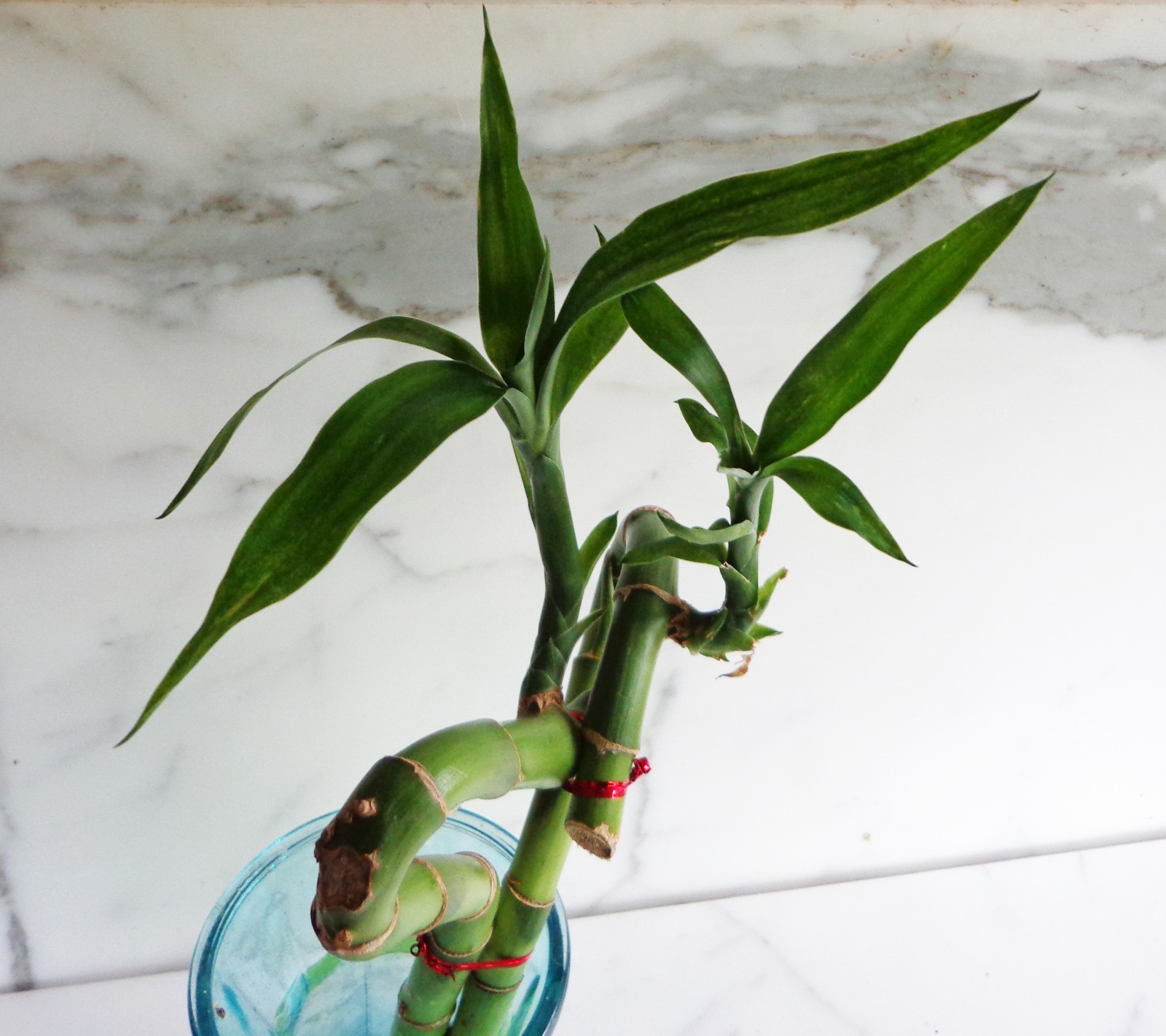 2 of LUCKY BAMBOOS Roots design HEART 12 inches (only plants, no vase)