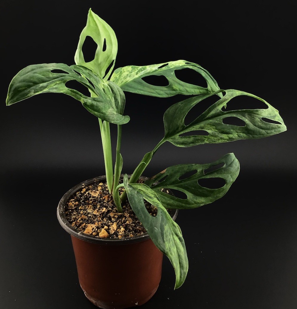 monstera adansonii variegated ‘Mint’ Live Plant With Roots FREE SHIPPING