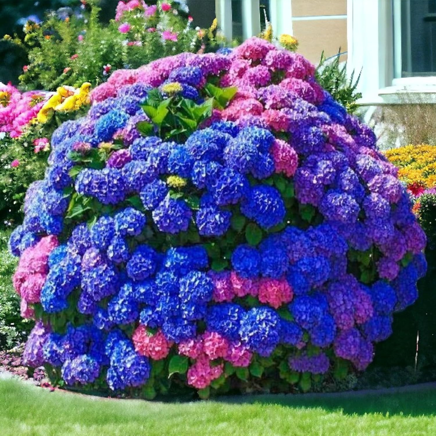 35 Mixed Color Hydrangea Seeds – Blue, Pink & Purple Blooming Flower Seeds for H
