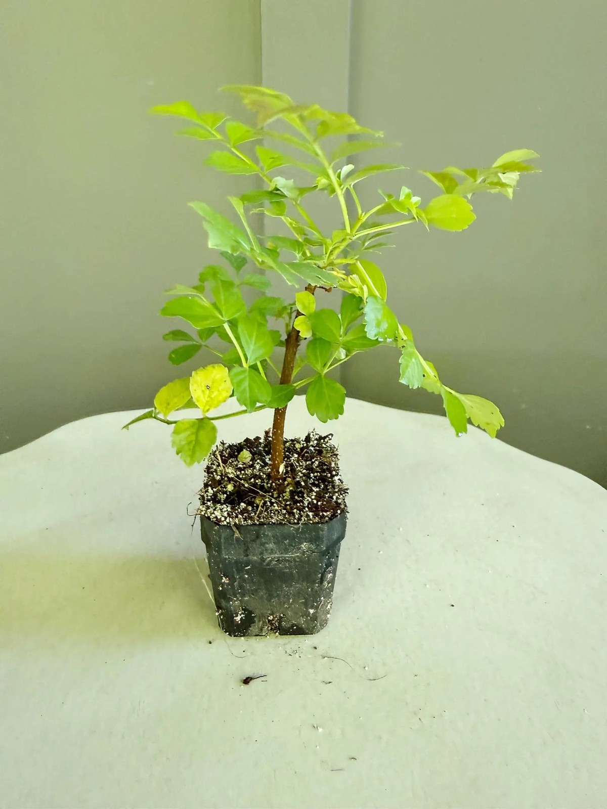Red Cape Honeysuckle, 2 Inch Pot, Hardy Flowering Garden Shrub