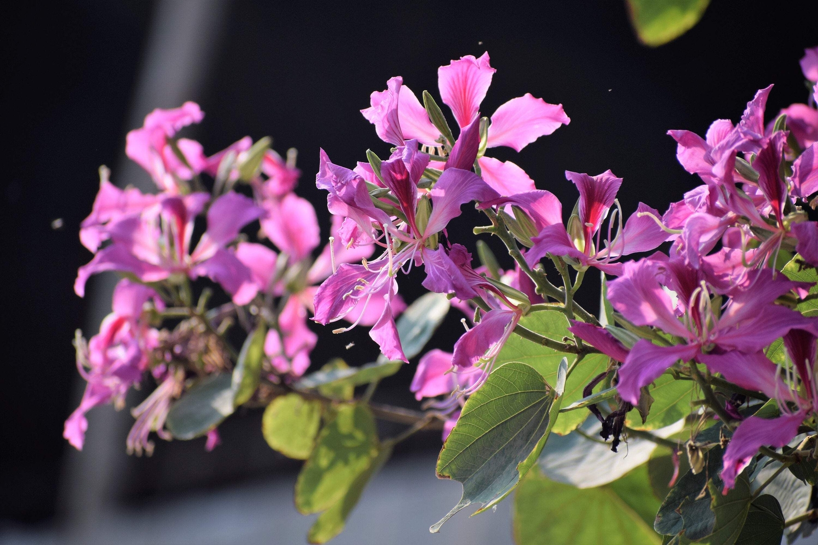 10 PURPLE ORCHID TREE Bauhinia Purpurea Camel’s Foot Butterfly Flower Tree Seeds