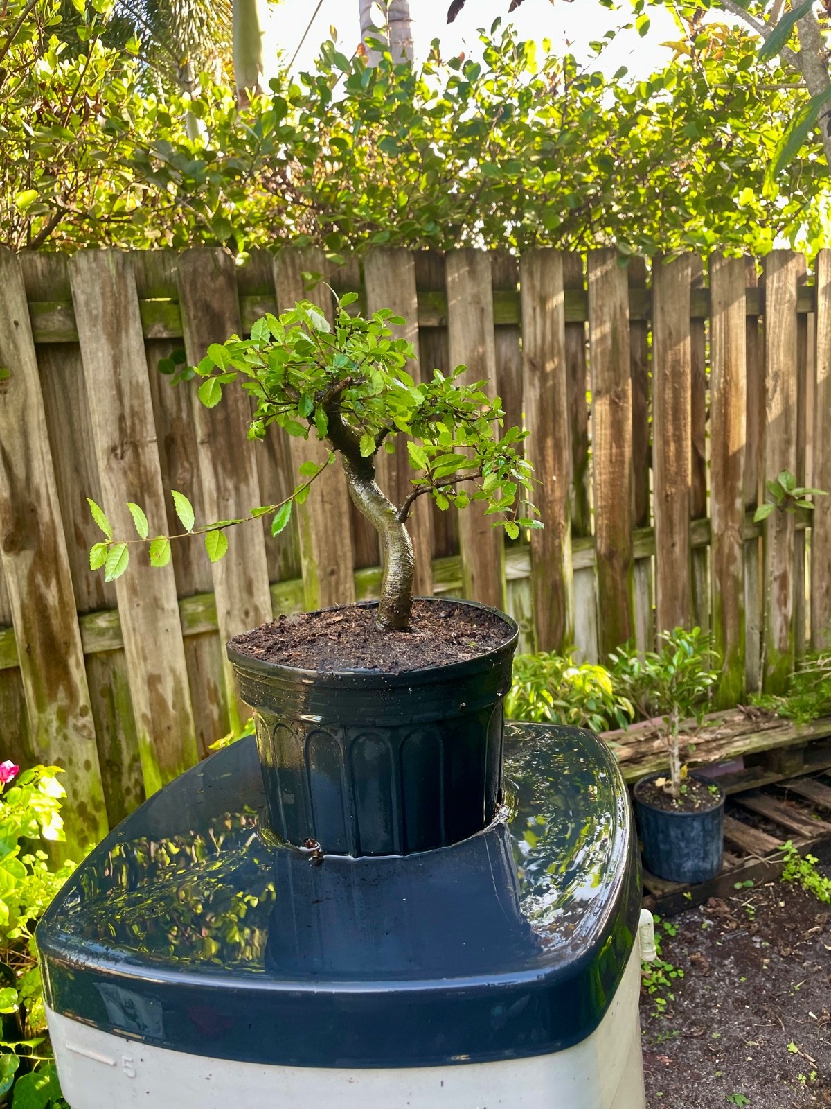 CHINESE ELM Pre-Bonsai /Bonsai Tree Cold Hardy / Tiny leaves 8 years old