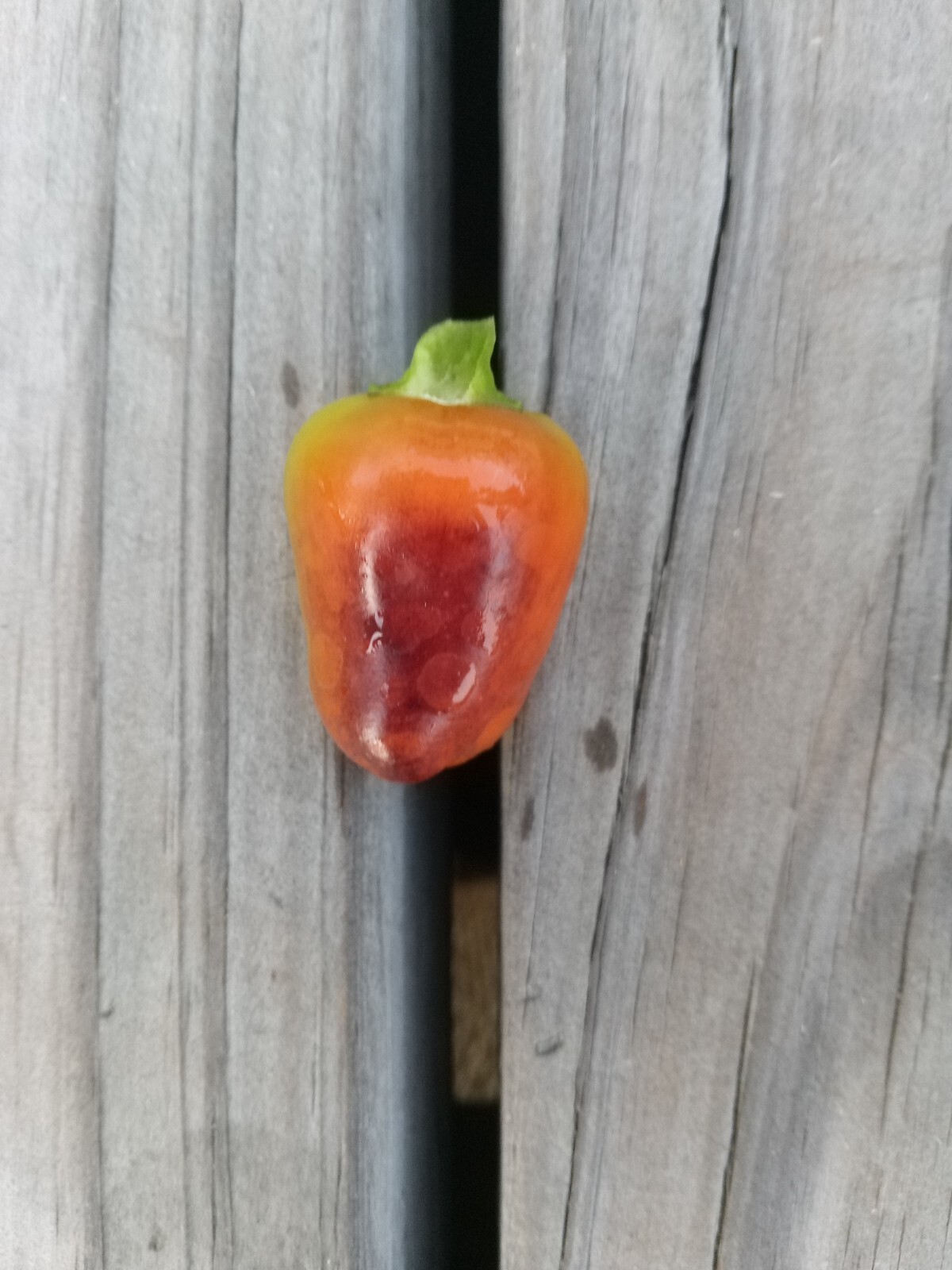 Purple Side Kick Pepper Seeds (Sweet &Spicy)