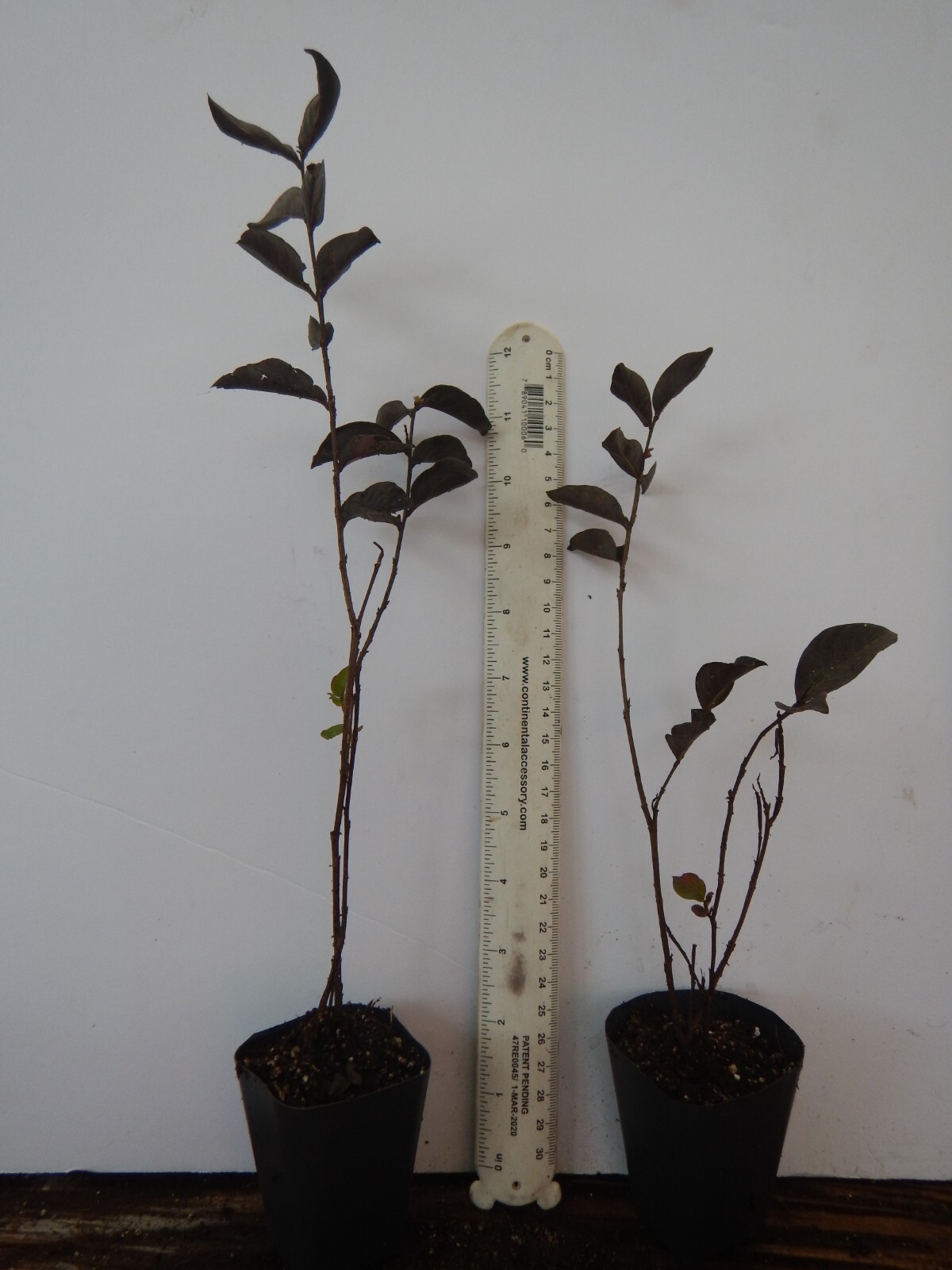 Ruby Thunderstruck Crape Myrtle Starter Lagerstroemia Rooted “STARTER” Plant