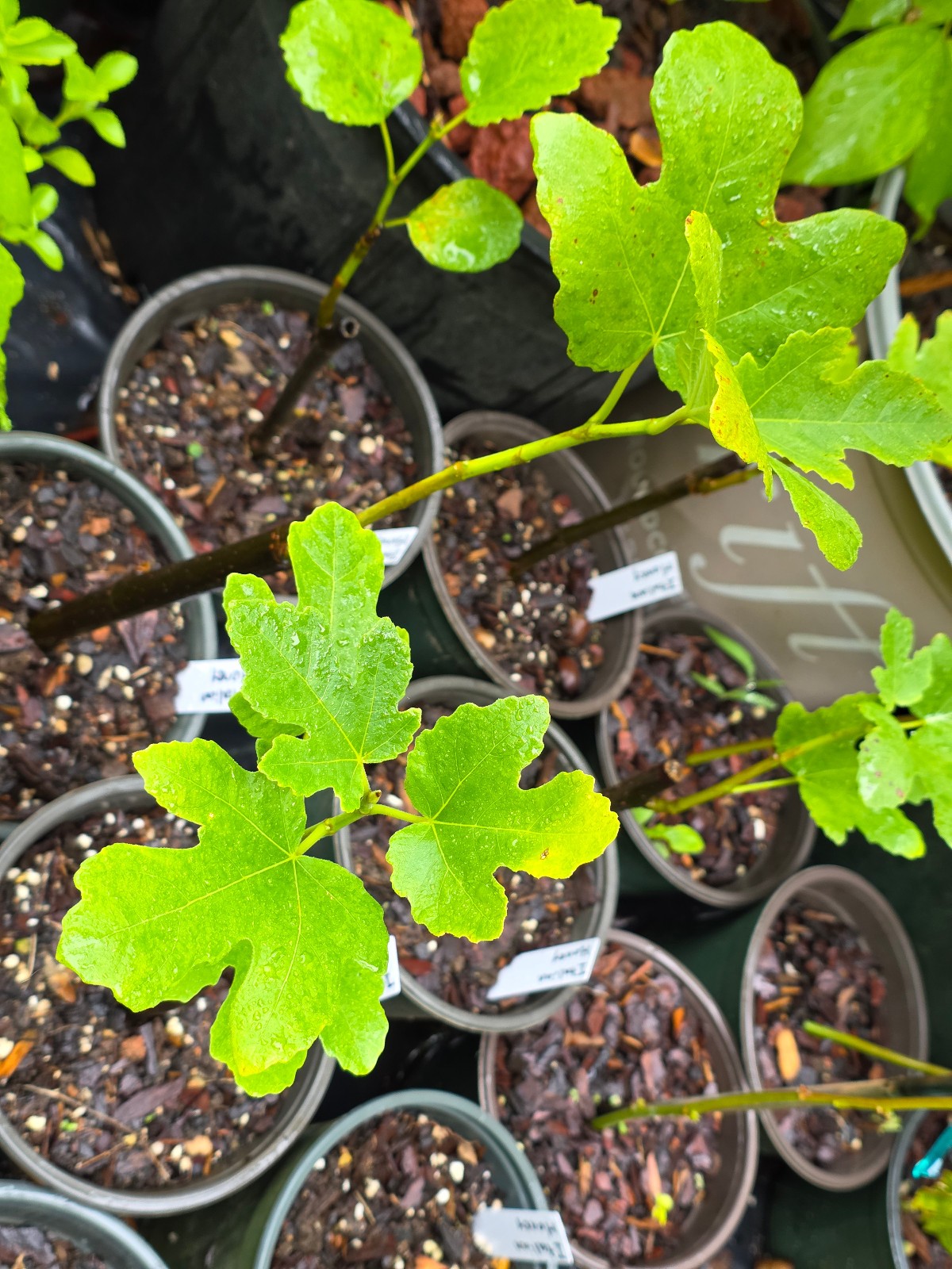 Italian Honey Fig Tree 6 to 12 inches in 5 inch pot, Cold Hardy Zone 7