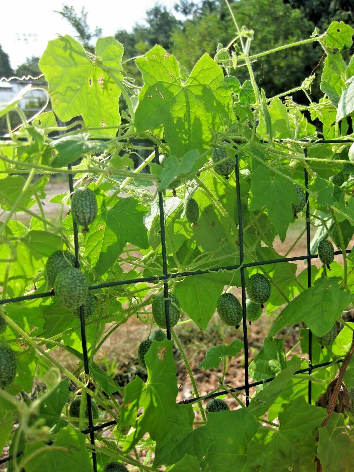 20+MOUSE MELON Vegetable Seeds Mexican Sour Gherkin Cucumber Organic Container