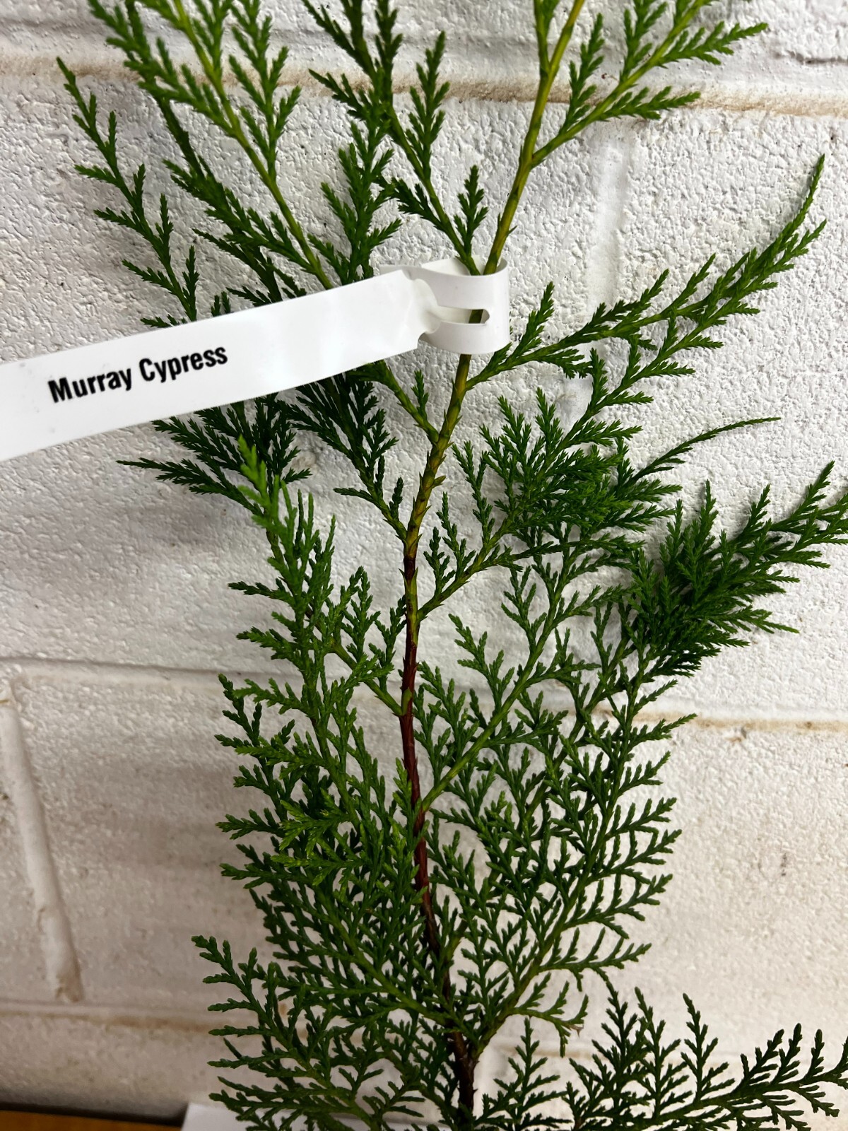 25 Murray Cypress tree 2.5″ pot