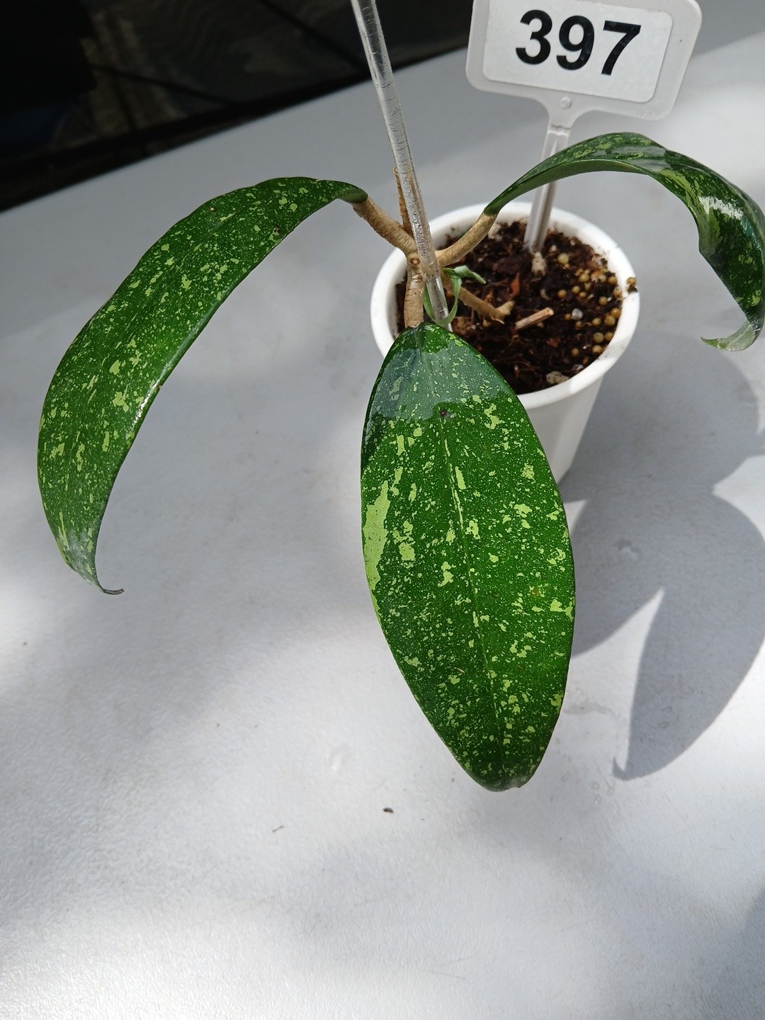 #397- HOYA VIETNAM SPLASH LIVE PLANT, LARGE LEAF,