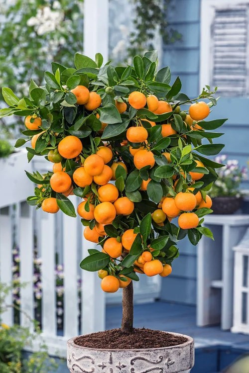 Calamondin Orange Tree – 10″ Tall – Live Citrus Plant .9 Gallon Pot