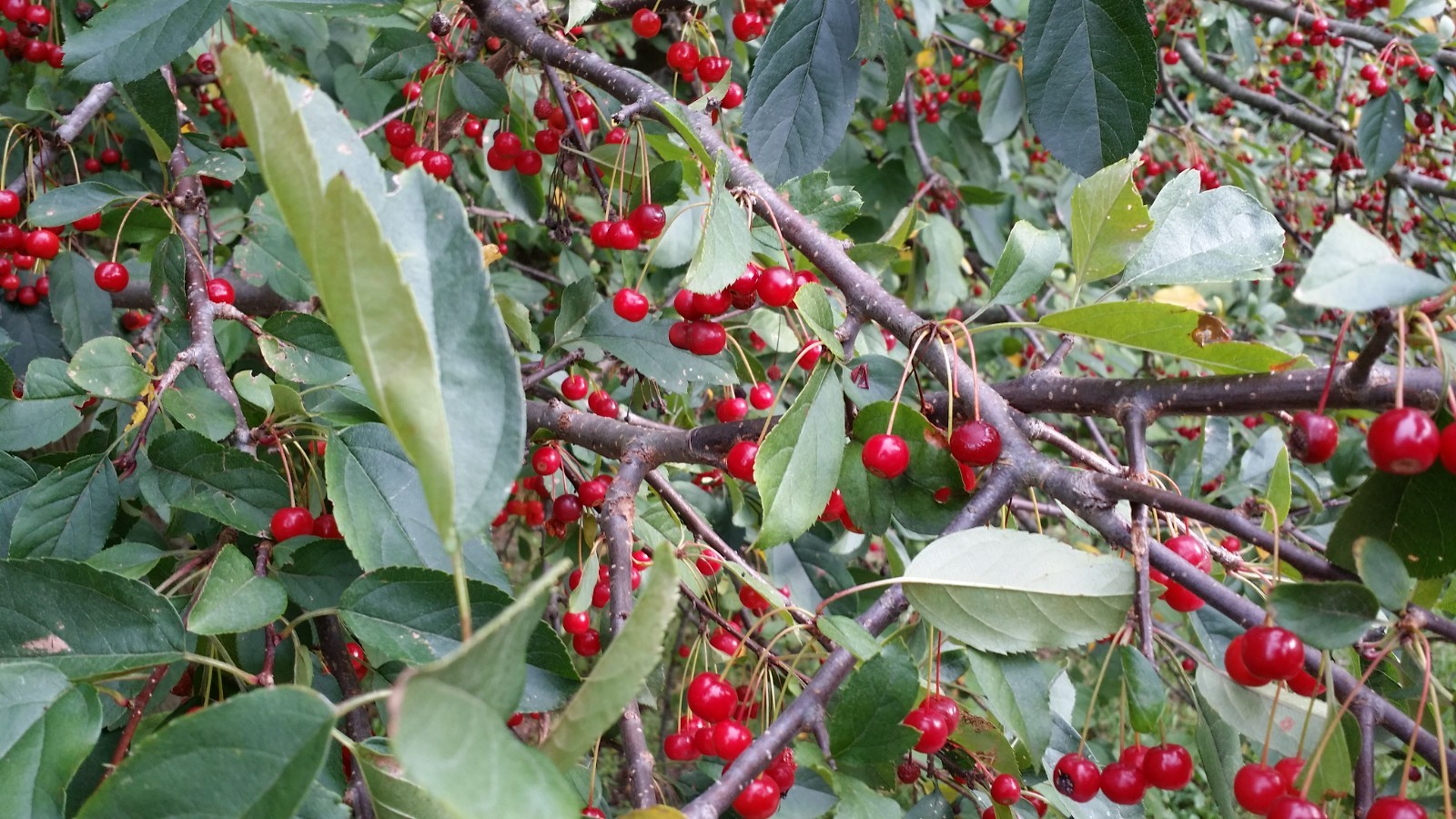 1 Roselow Crabapple, flowering fruit shrub wildlife .Zones 4-9. Pollinat