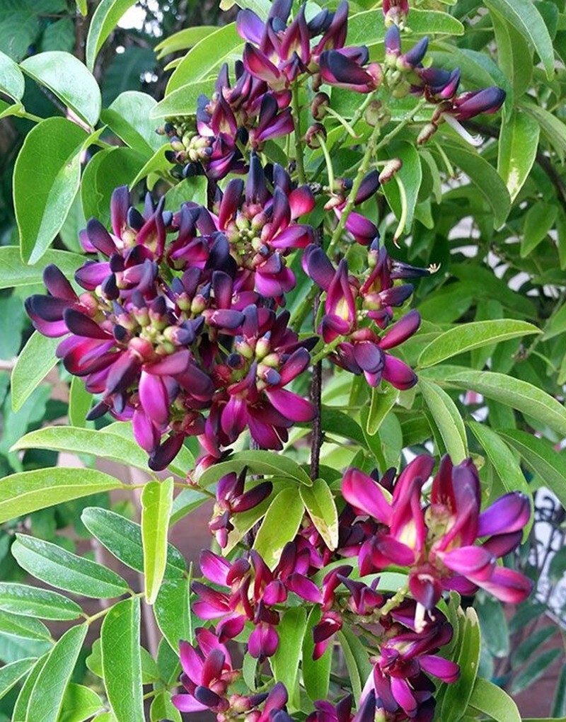 5 Wisteria Seeds Vine Climbing Flower Perennial Flowers US SELLER “Evergreen”
