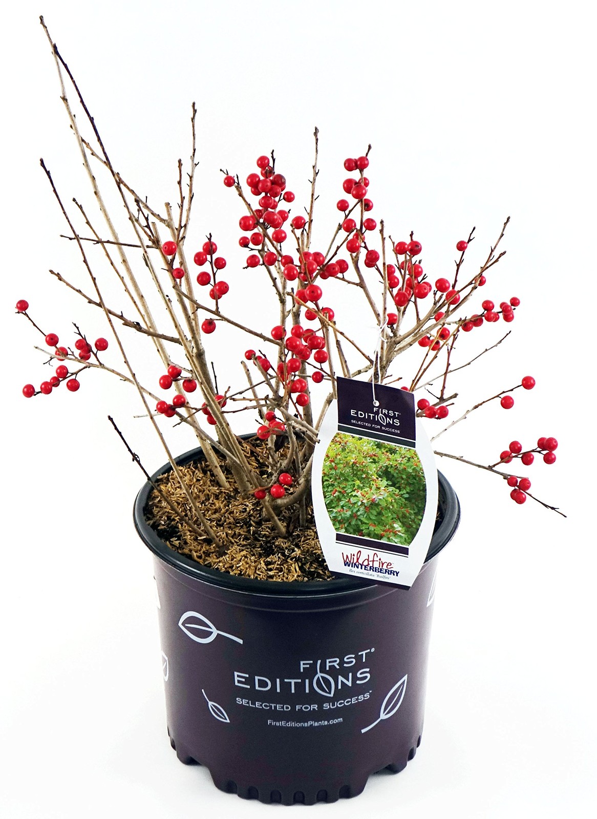 Green Promise Farms First Editions – Ilex Verticillata Wildfire Winterberry