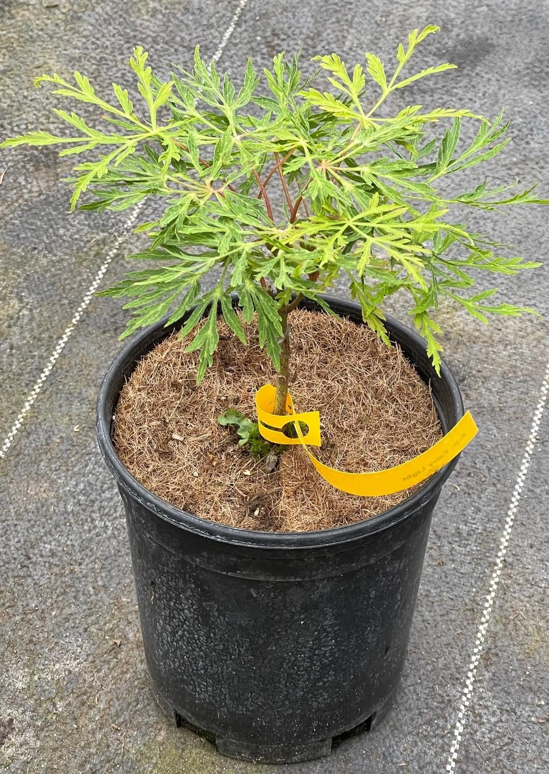 Acer japonicum ‘Fairy Lights’ (Fairy Lights Japanese Maple) one-gallon
