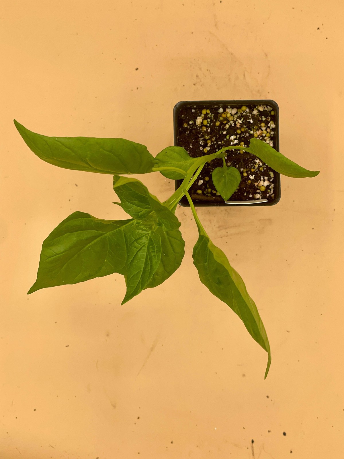 Carolina Reaper Pepper Live 3″ Starter Plant – Capsicum Chinense – Super Hot!!!