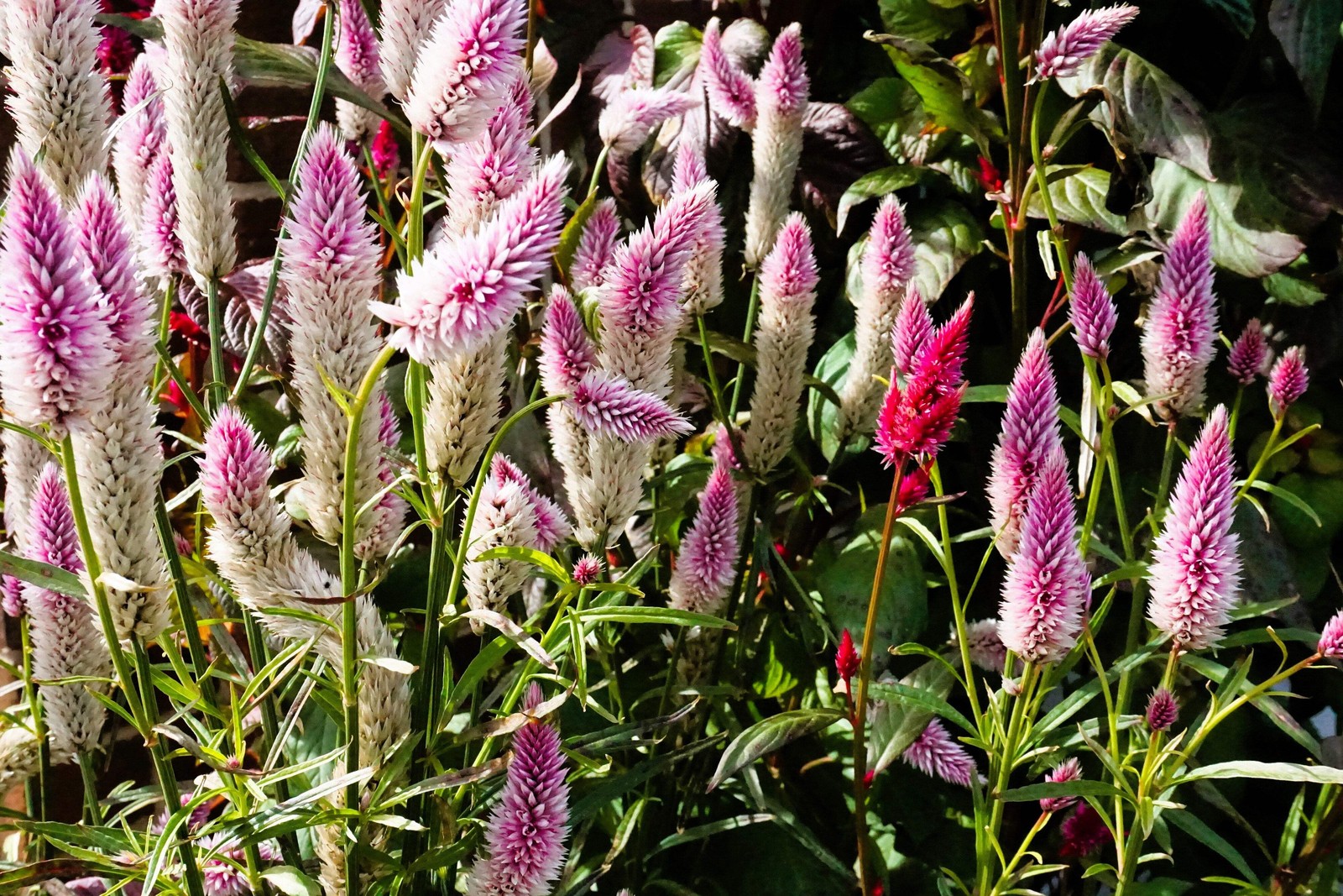 100 FLAMINGO FEATHER Wheat CELOSIA Spicata Pink & White Flower Seeds