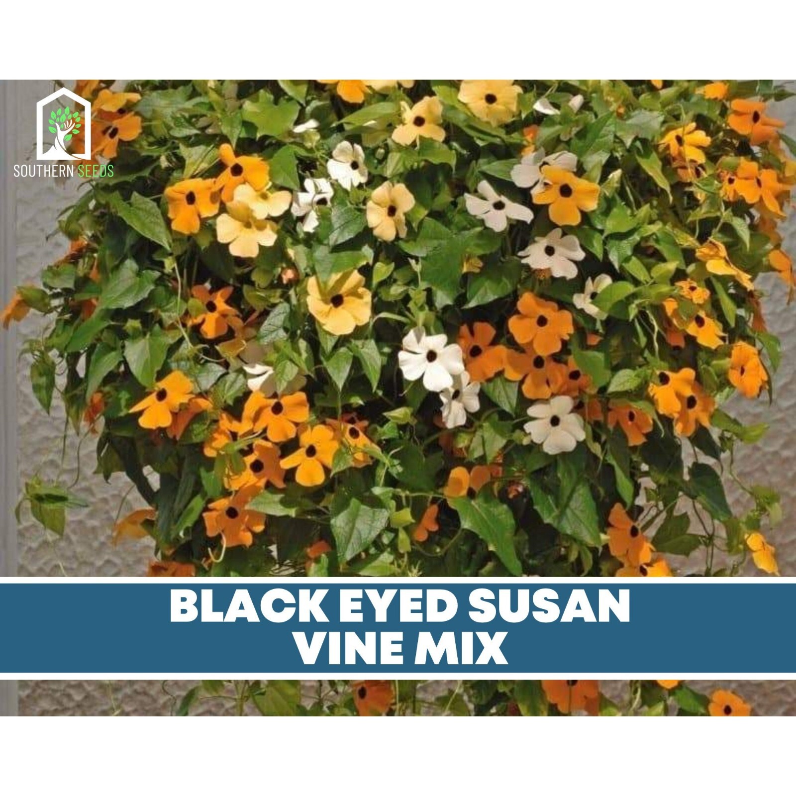 Black-Eyed Susan, VINE mix – Heirloom Seeds – Non GMO (Thunbergia alata)