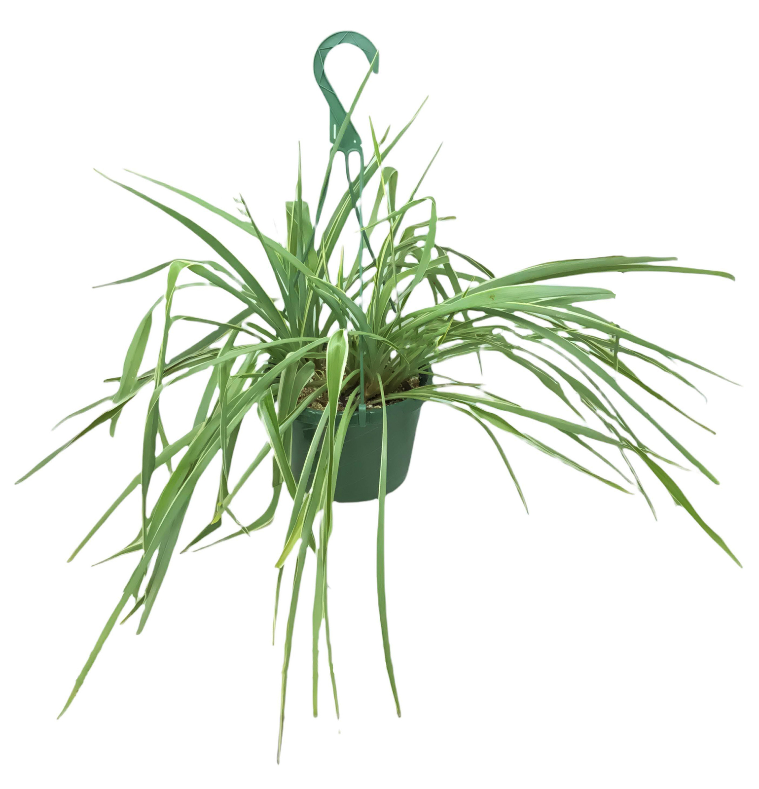 FlowerPotNursery Irish Spider Plant Chlorophytum comosum Irish 8″ Basket