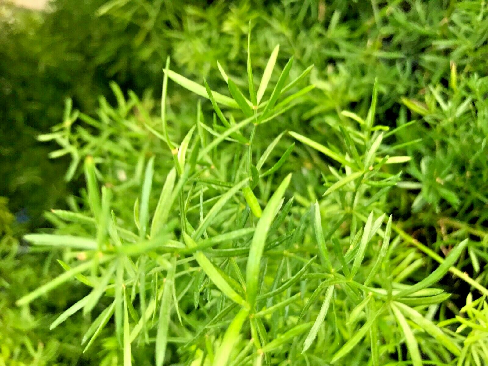 30 of fresh Asparagus Fern Plant House Plant robust bulbs